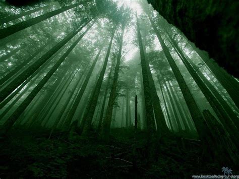 Dark Green Forest Wallpapers - Top Free Dark Green Forest Backgrounds ...