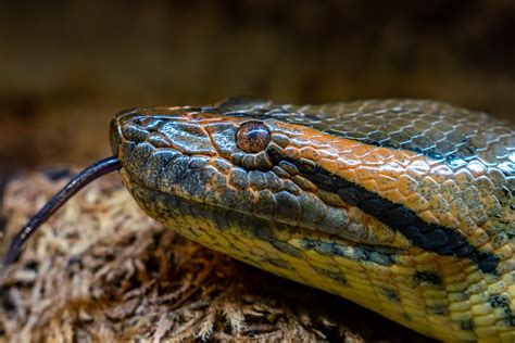 Largest Anaconda Snake Ever Found