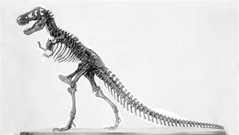 T Rex Skeleton Side View