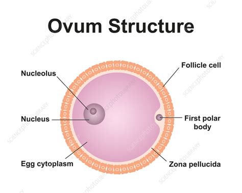 Ovum structure, illustration - Stock Image - F037/4429 - Science Photo ...