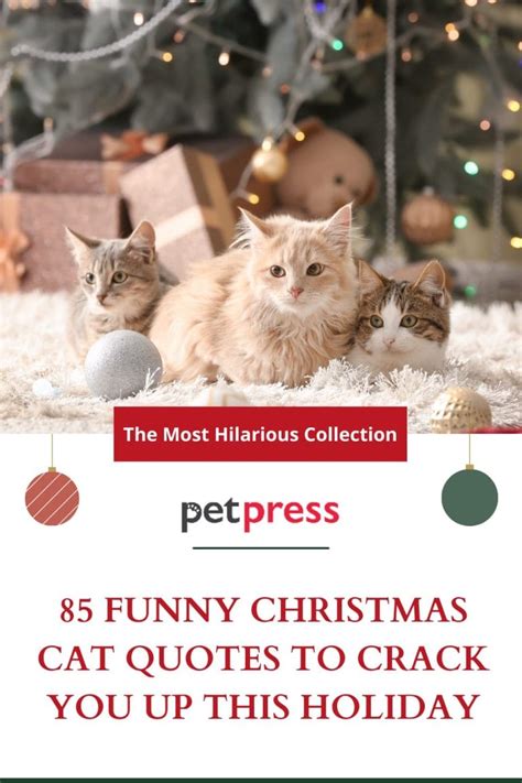 85 Funny Christmas Cat Quotes to Crack You Up This Holiday