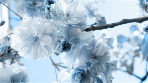 Blue Wallpaper with White Flowers - WallpaperSafari