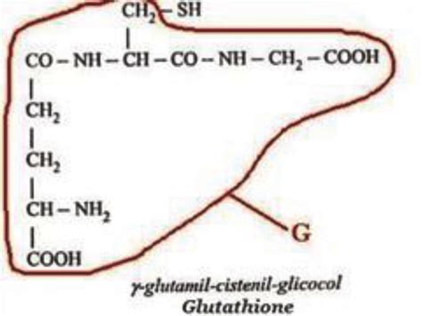 Structure of Glutathione. | Download Scientific Diagram