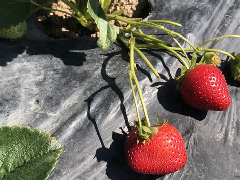 Strawberry Picking at La Trinidad Strawberry Farm - The Bloggeram