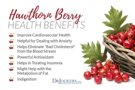 5 Ways Hawthorn Berry Improves Heart Health - DrJockers.com