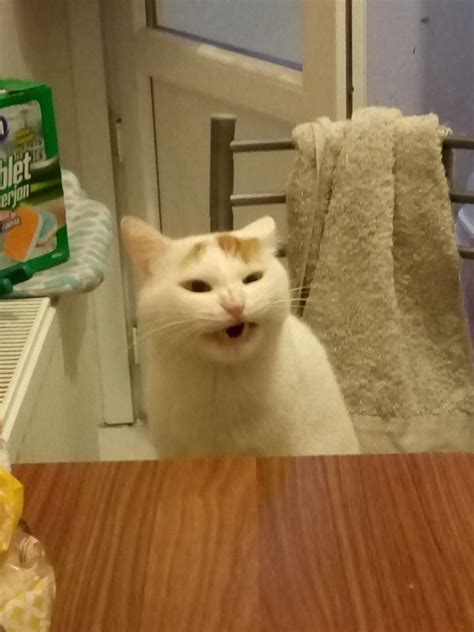 My cat making the table cat face : r/AnimalsBeingDerps