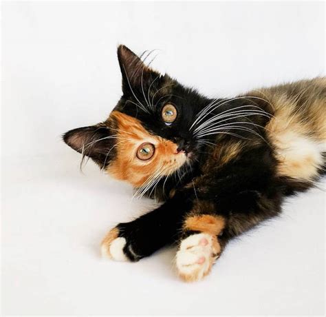 Meet Yana - The Adorable 'Two-Faced' Cat – Viral Cats Blog