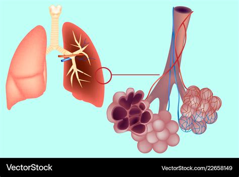 Diagram the pulmonary alveolus Royalty Free Vector Image