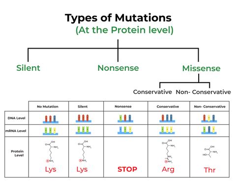 Mutation-Definition, Types, Causes, Characteristics