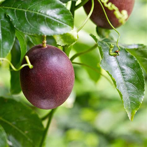 Tropical Fruit Trees » Store » Tomorrow's Harvest by Burchell Nursery