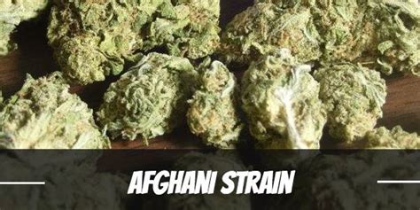 Afghani Cannabis Strain Information & Review - ILGM