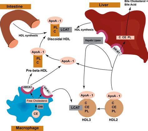 Introductory Chapter: Overview of Lipoprotein Metabolism | IntechOpen