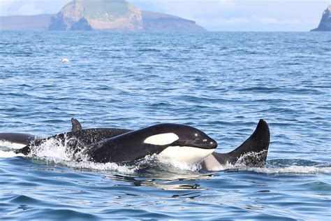 Killer whales' diet more important than location for pollutant exposure ...