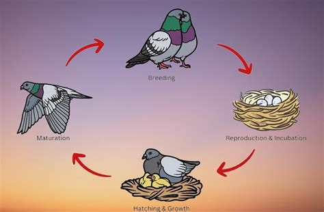 "Pigeon Life Cycle: From Egg to Flight"