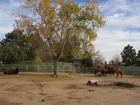 Denver Zoo – Denver, CO