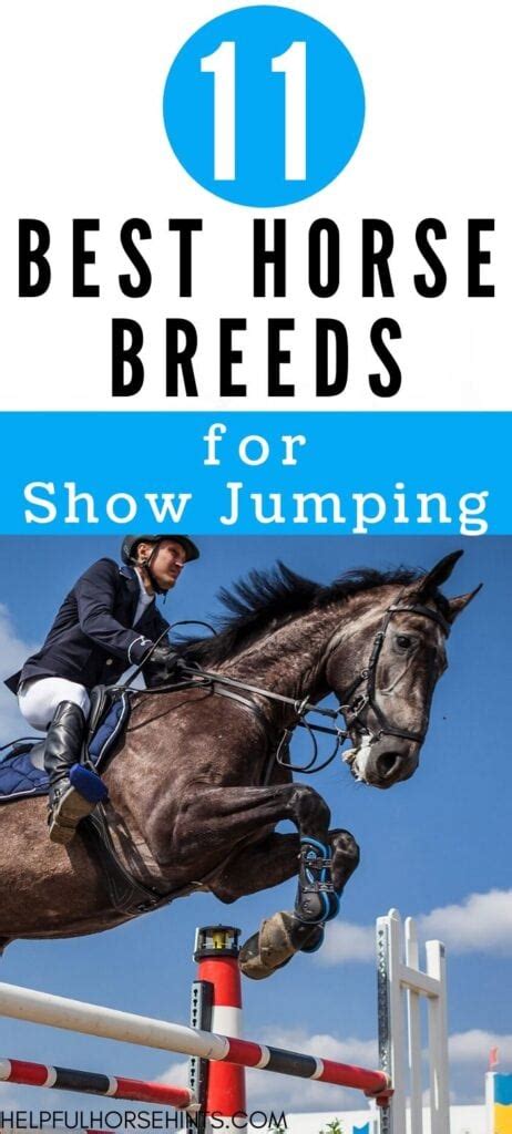 Best 11 Horse Breeds for Show Jumping - Helpful Horse Hints