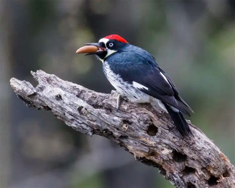 Acorn Woodpecker - Facts, Diet, Habitat & Pictures on Animalia.bio