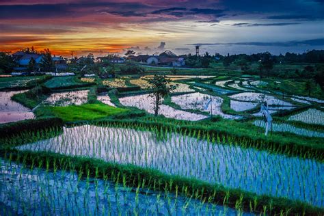 Sunset Over Paddy Fields Bali | Travel Photography Guru