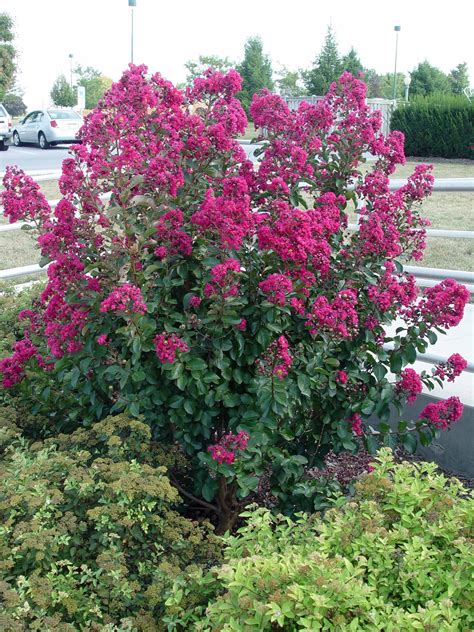 Landscaping Flowering Shrubs