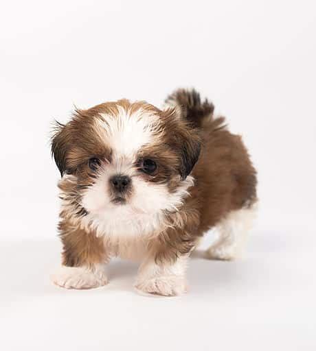 Do Shih Poo Puppies Shed