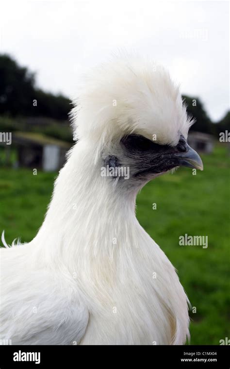 White Silkie chicken Stock Photo - Alamy