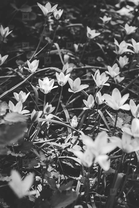 Fajarv: Photography Black And White Flower Photos