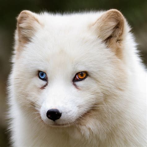 looking away, Heterochromia, Fox, Wildlife, Animals HD Wallpapers ...