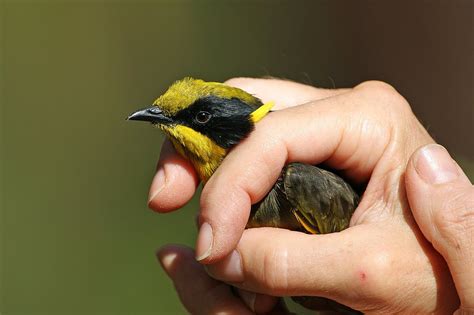 Home - Friends of the Helmeted Honeyeater Inc