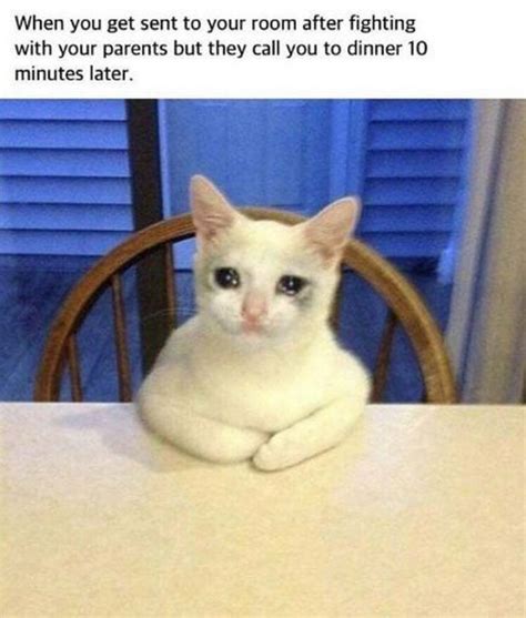 29 Funny Crying Cat Memes Will Make You All Warm and Fuzzy