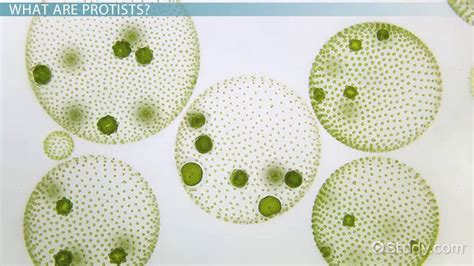 Multicellular Protists Our Oldest Eukaryotic Ancestor In 1.6