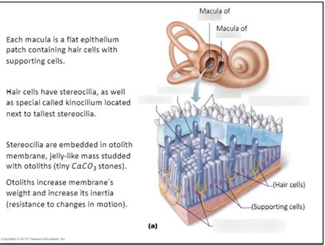 Ear - 4 (Maculae with Notes) Diagram | Quizlet