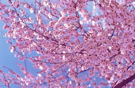 Beautiful Pink Cherry Blossom Wallpaper - Colors Photo (34590406) - Fanpop