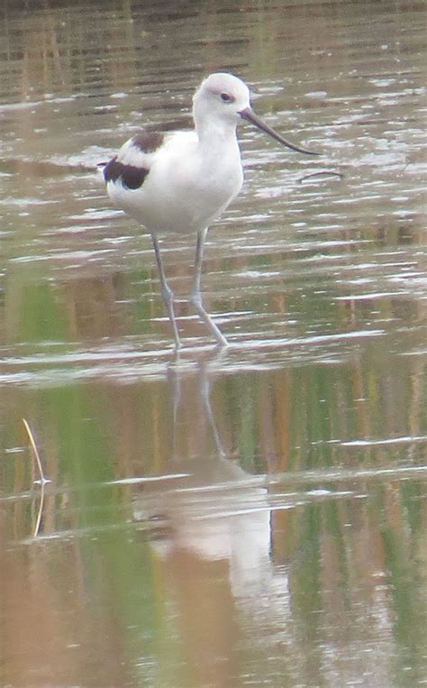 avocet | Avocet, Birds, Bird