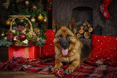 German Shepherd Christmas Stock Photos, Pictures & Royalty-Free Images ...