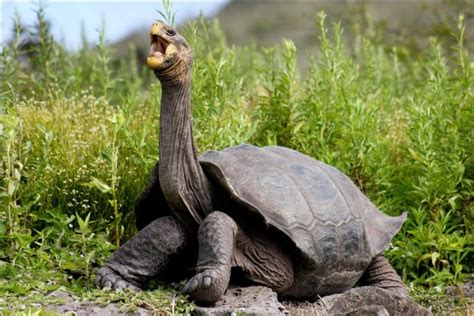 Giant Galápagos tortoise facts, adaptations, habitat & evolution