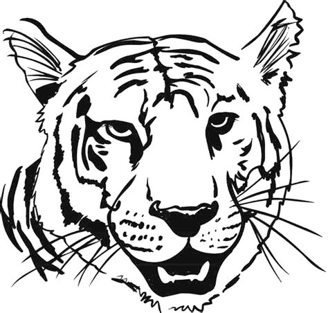 Tiger Print Drawing at GetDrawings | Free download