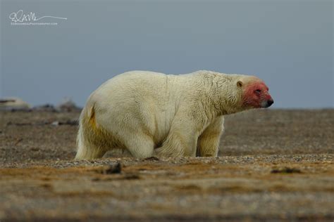 Polar Bears In Alaska, Best Places To See Them