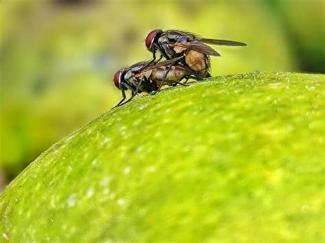 Fruit Flies Stock Photos, Images and Backgrounds for Free Download