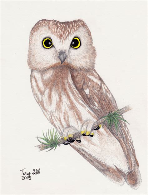 Northern Saw-whet Owl - Drawing by Terry Sohl