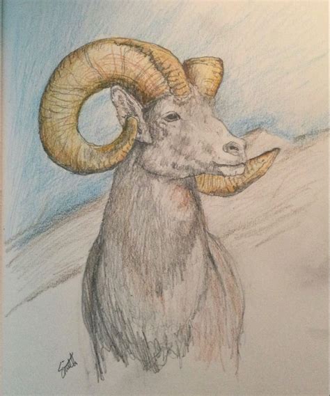 Big Horn Sheep Drawing - Drawing.rjuuc.edu.np