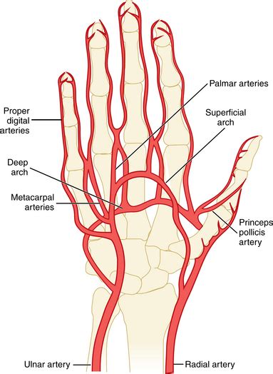 Hand Anatomy Arteries