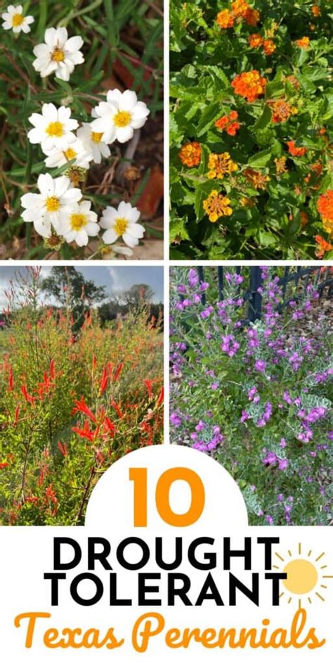 Top 10 Drought Tolerant Perennials for Texas - Native Backyards