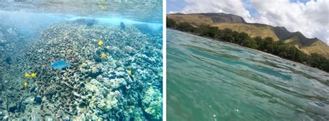 Top 3 Maui Snorkeling Spots - Always Have A Trip Planned