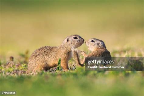 98 Fighting Squirrels Stock Photos, High-Res Pictures, and Images ...