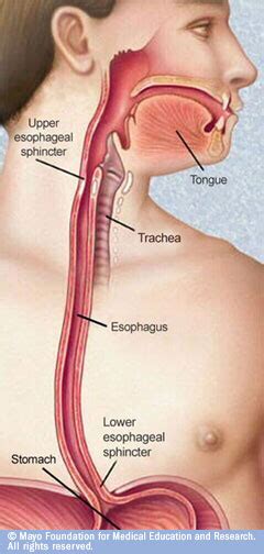 Upper Esophageal Sphincter - The Digestive System