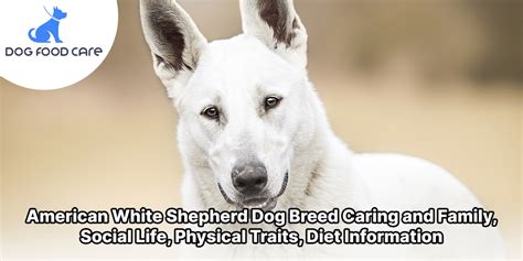 American White Shepherd Dog Breed Caring and Family, Social Life ...