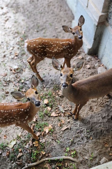 White-tailed Deer Fawns | The Buttonwood Park Zoo