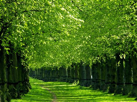 Green Nature Wallpaper HD - WallpaperSafari