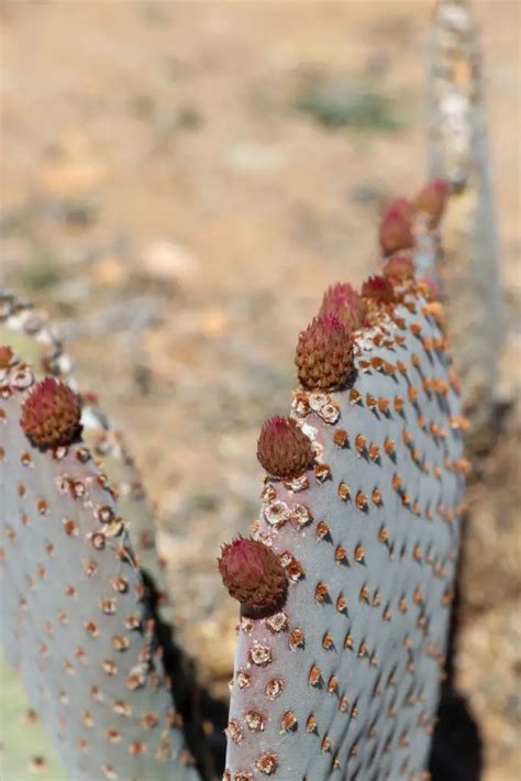 Spring Brings Vibrant Cactus Flowers to the Mojave Desert