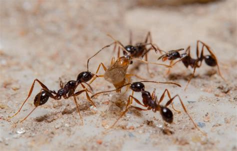 Premium Photo | Ant colony